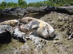  REALIZAN AUTOPSIA  CADÁVER CETÁCEO HALLADO MUERTO PLAYA MAIMÓN 