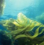  LOGRAN FABRICAR BIODIÉSEL A PARTIR DEL CULTIVO DE ALGAS MARINAS 