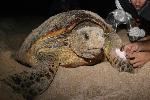  REVELAN ESPECIES MARINAS, SILVESTRES ESTÁN VÍA EXTINCIÓN