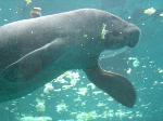  MANATÍ: “ESPECIE AMENAZADA HABITA EN PUERTO PLATA”