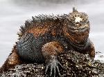   IGUANAS