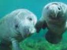  MANADA DE MANATÍES CAUSA ADMIRACIÓN EN PLAYA DORADA