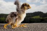  NACE POLLITO CUATRO ALAS, PATAS