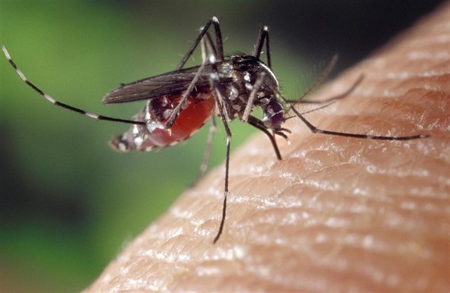 Plaga de mosquitos impacienta población en Ranchito de Los Vargas, temen surja brote de enfermedades