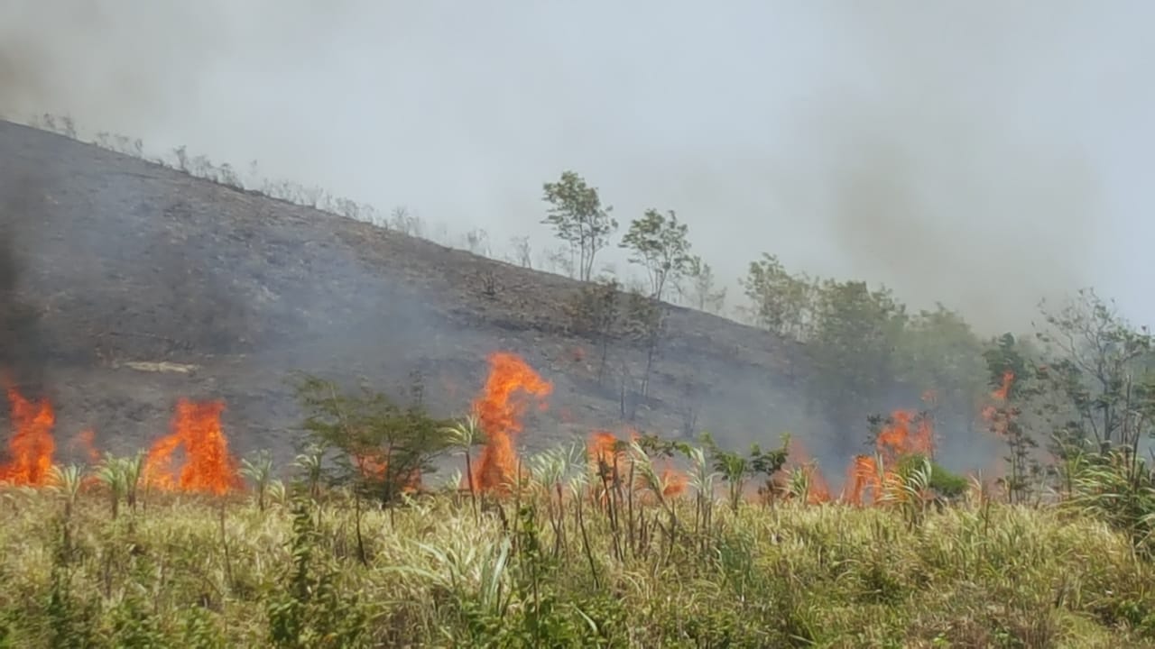  Incendio forestal consume varias tareas de cañaverales en Montellano, unidades de emergencia tratan de sofocar siniestro