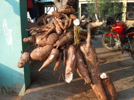  Cosechan plantón de yuca de 3 quintales en comunidad La Quintina de Yásica Arriba