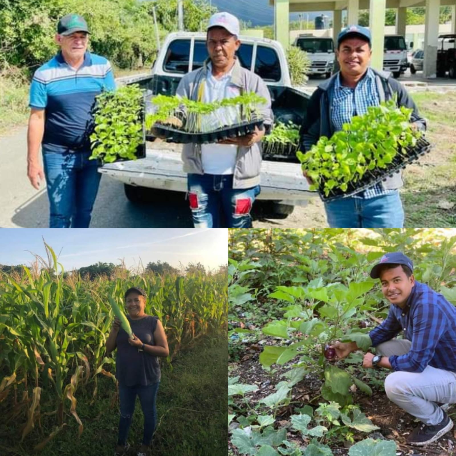 Aseguran producción agrícola se ha incrementado en Puerto Plata tras las lluvias