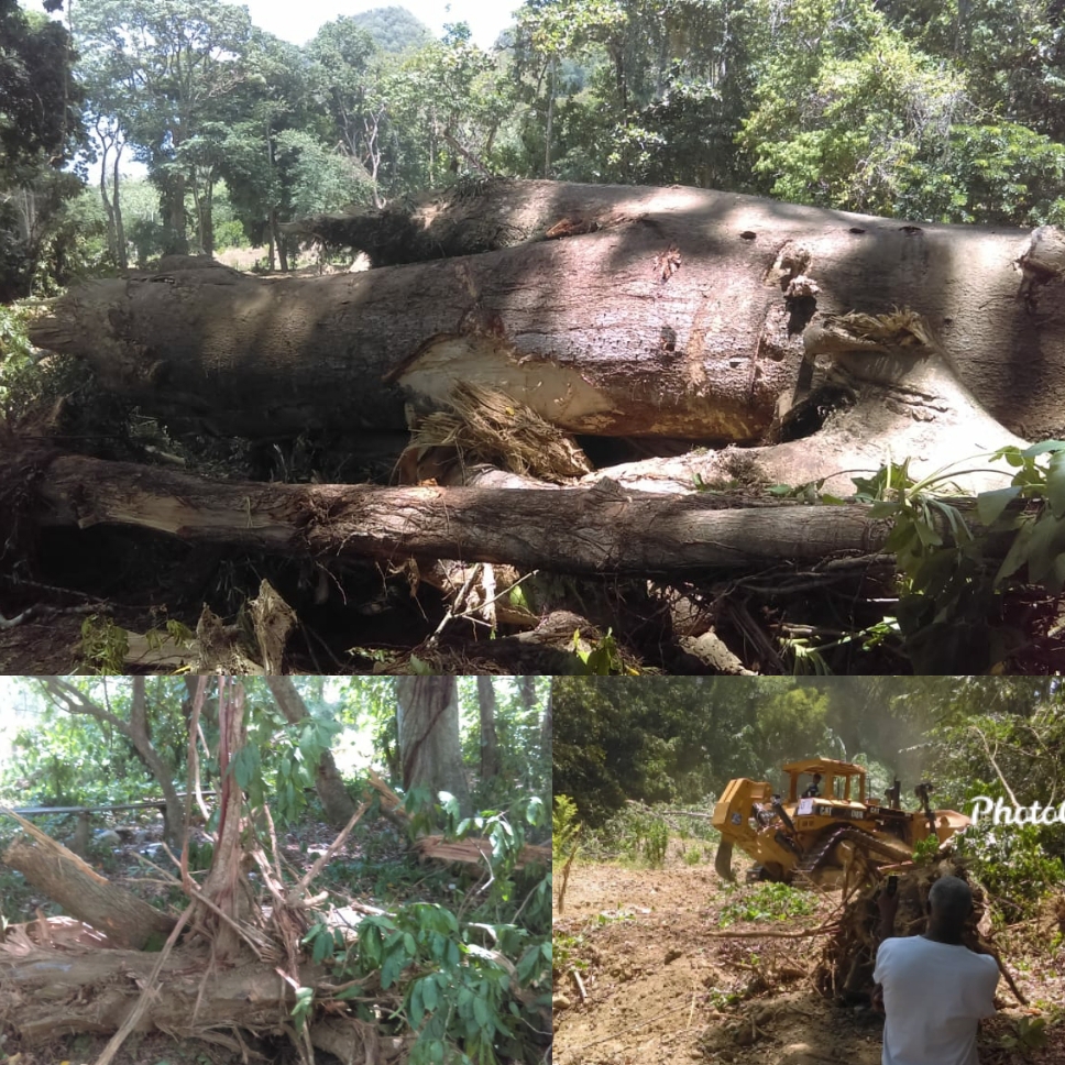 Denuncian maquinarias pesadas depredan área boscosa en comunidad Río Grande del municipio Altamira