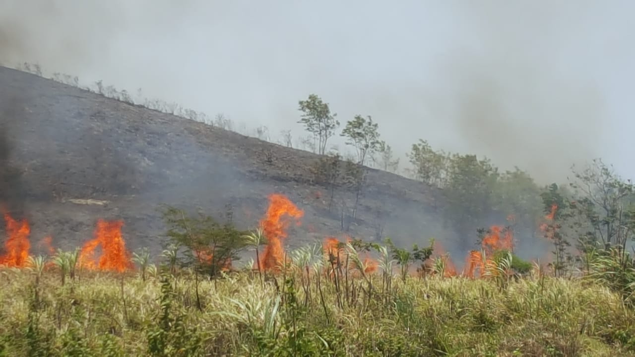 Incendio forestal consume varias tareas de cañaverales en Montellano, unidades de emergencia tratan de sofocar siniestro