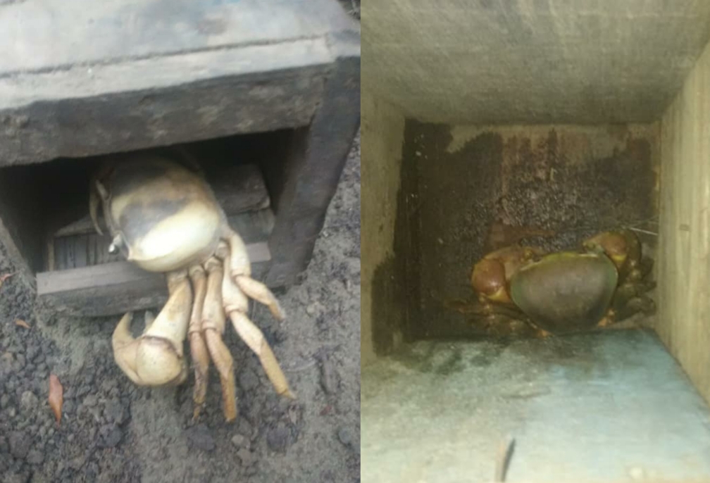 Autoridades destruyen decenas de cajas de madera utilizadas para atrapar cangrejos en Luperón