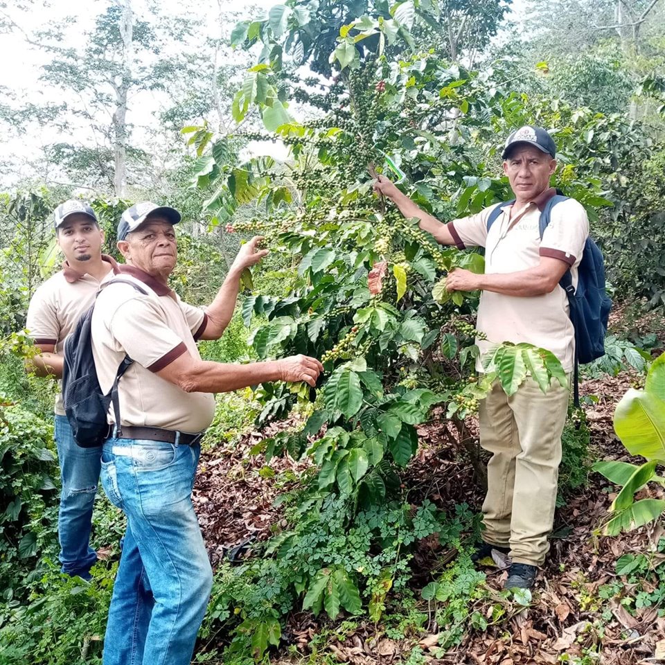 Emprenden jornada de siembra y control para fomentar cafetales en comunidades de Altamira