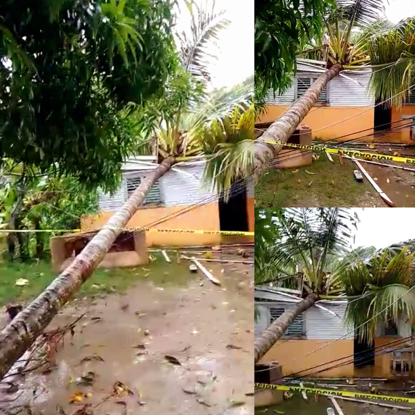 Árboles derribados por vientos de Fiona bloquean vías y dañan viviendas en Puerto Plata