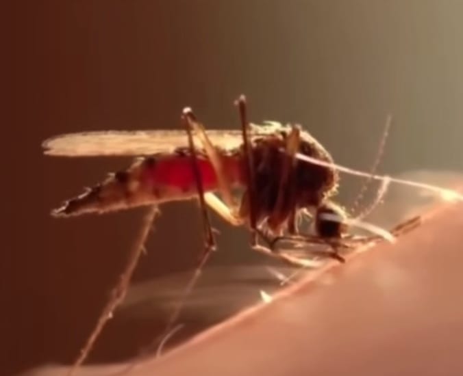 Arrecian en Puerto Plata jornada eliminación criaderos del mosquito Aedes aegypti que transmite el Dengue