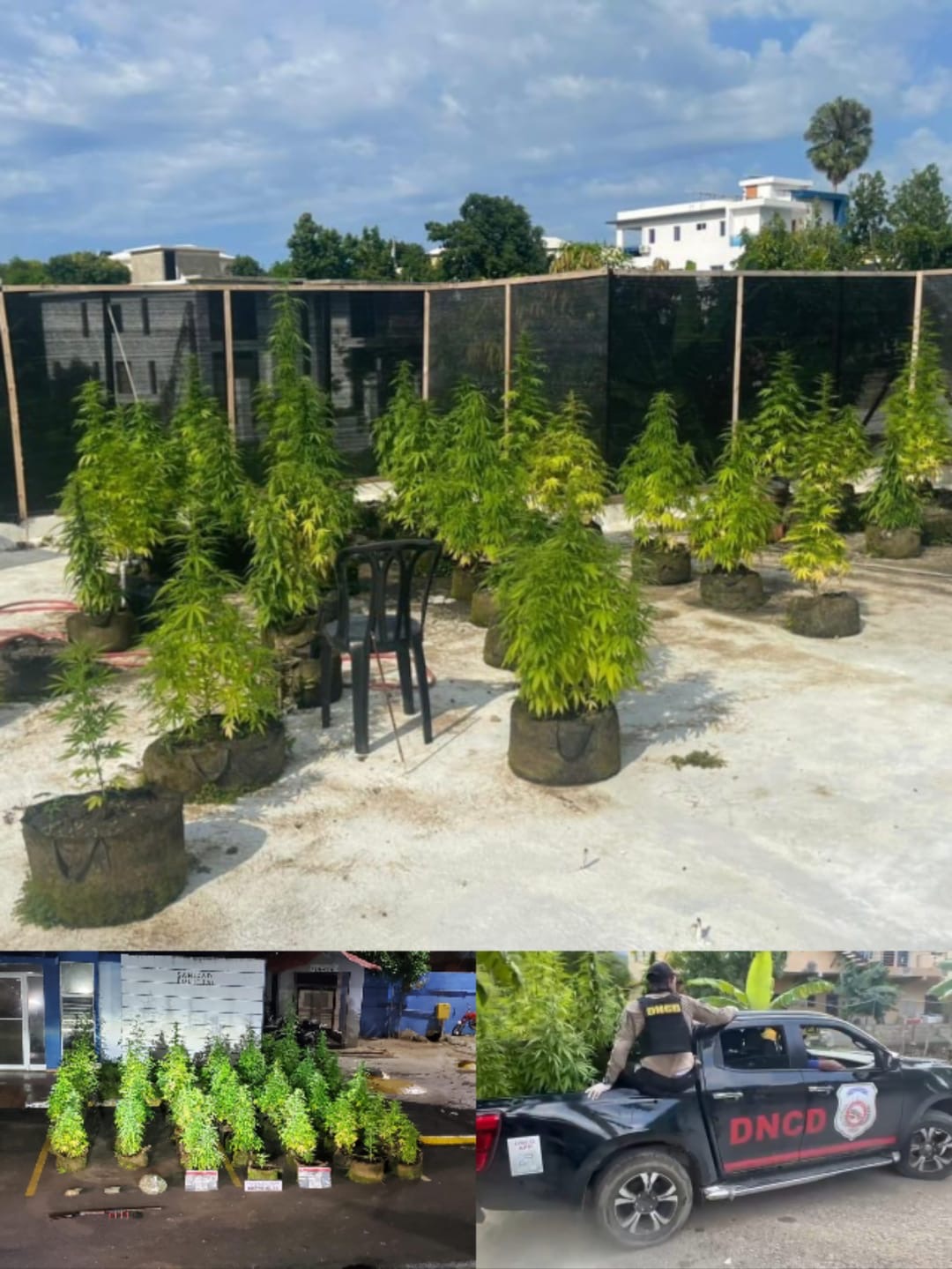  DNCD decomisa plantación de marihuana era cultivada en la azotea de vivienda en Puerto Plata  
