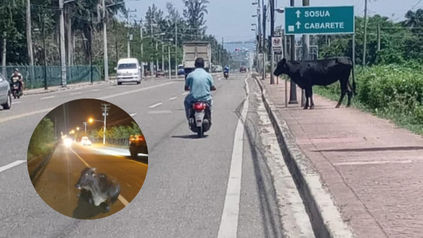  Alcaldía de Villa Montellano aumenta multas para animales realengos apresados en vías  